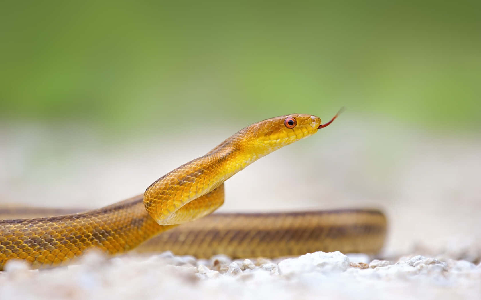 Yellow Snake 桌布 壁紙 — 一條金棕色蛇，紅色眼睛，在碎石上吐舌頭，背景是柔和的綠色。