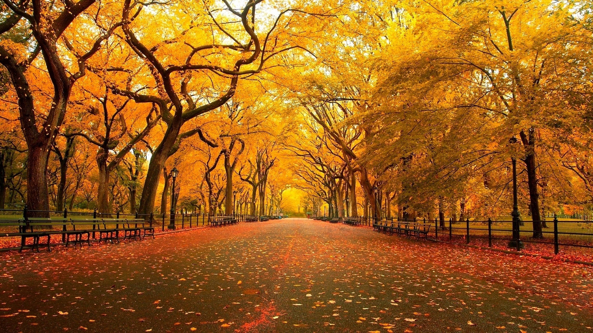 Fall Season 桌布 壁紙 — 一條金色的秋天小徑，兩旁是高聳的樹木和散落的樹葉，沐浴在溫暖的陽光下。