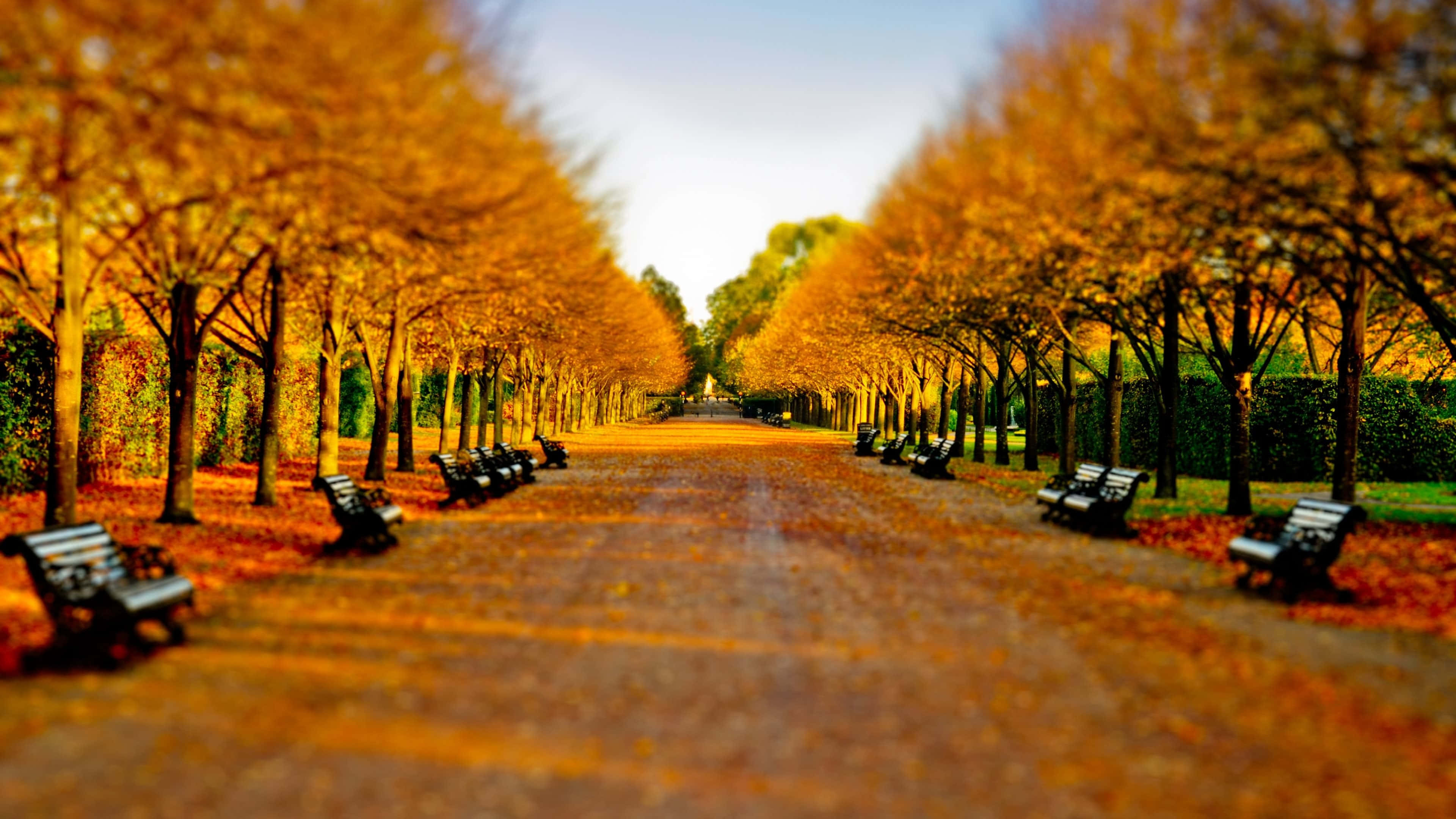 Autumn Wind 桌布 壁紙 — 一條金色的秋天小徑，兩旁種滿樹木和長椅，在柔和的藍天下。