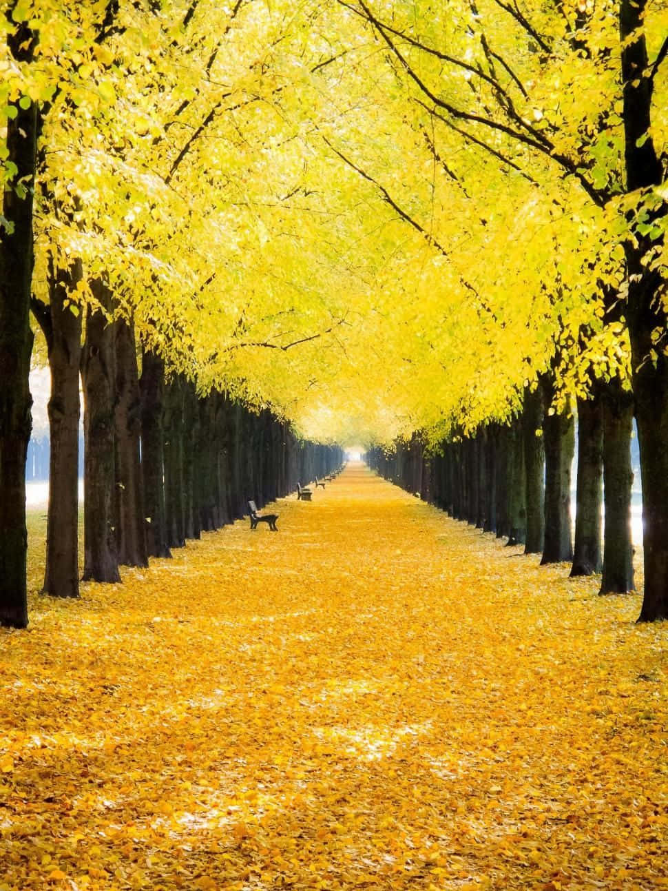 Yellow Leaves 桌布 壁紙 — 一條金色的秋天小徑，兩旁高聳的樹木在頭頂彎曲，在地上形成一條充滿鮮豔黃葉的隧道。