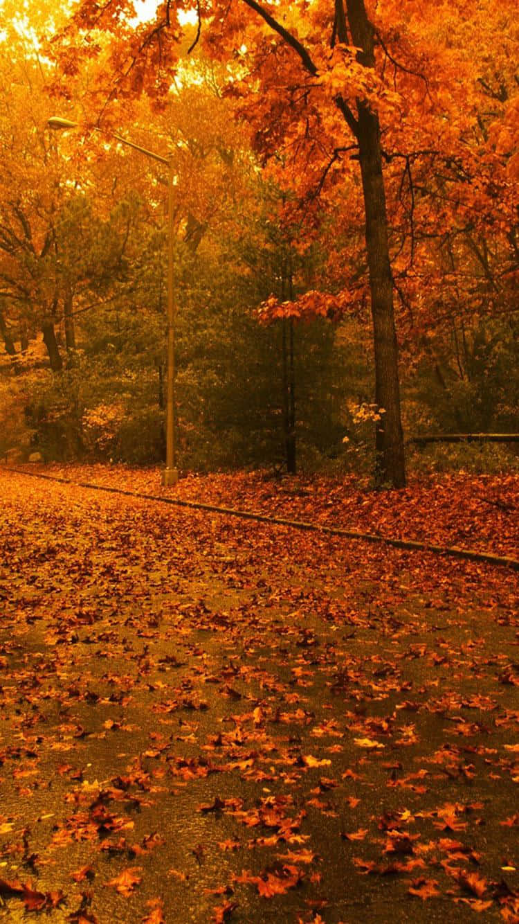 Fall Trees 桌布 壁紙 — 一條金色的秋林小徑，鋪滿了在溫暖陽光下飄落的橙色樹葉。