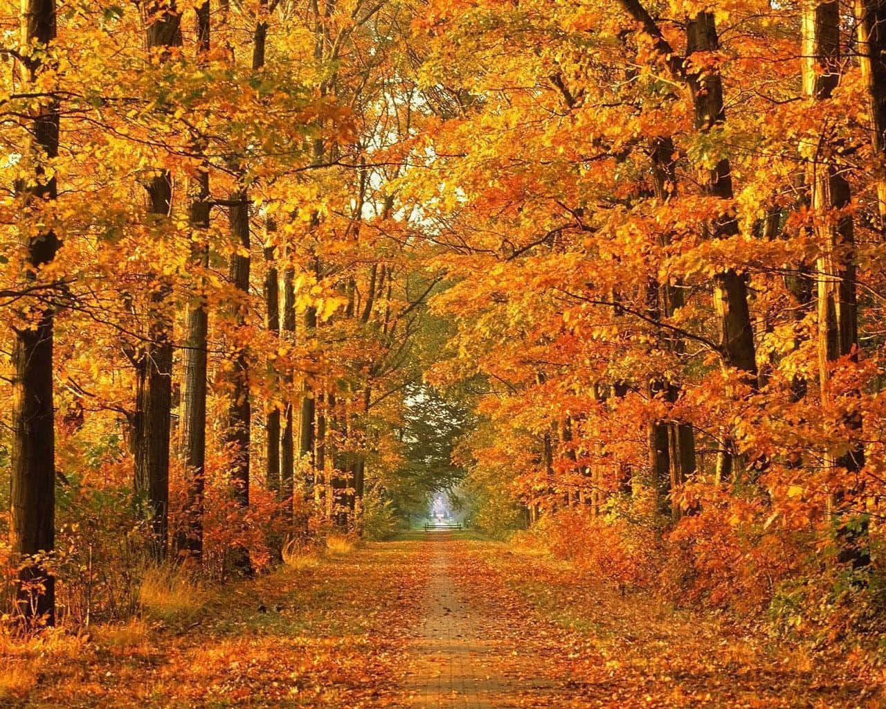 Colorful Trees 桌布 壁紙 — 一條金色秋日小徑蜿蜒穿過森林樹冠，樹冠閃耀著火紅的橙色和黃色葉子。
