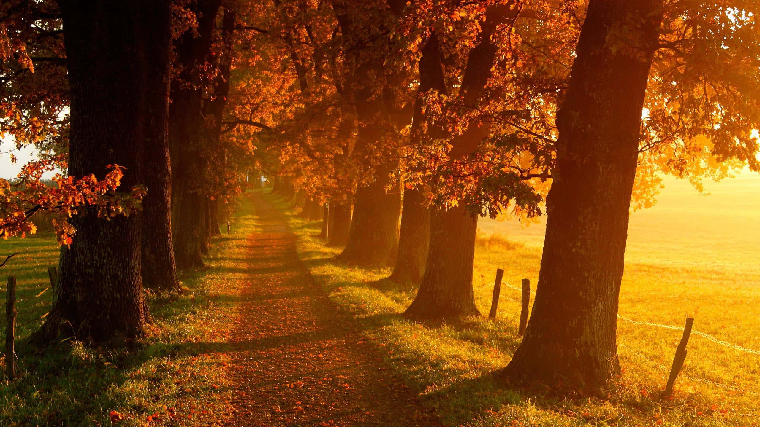 Fall Landscape 桌布 壁紙 — 一條金色秋日小徑蜿蜒穿過高聳的樹木，樹葉如火般在溫暖的日出光下閃耀。
