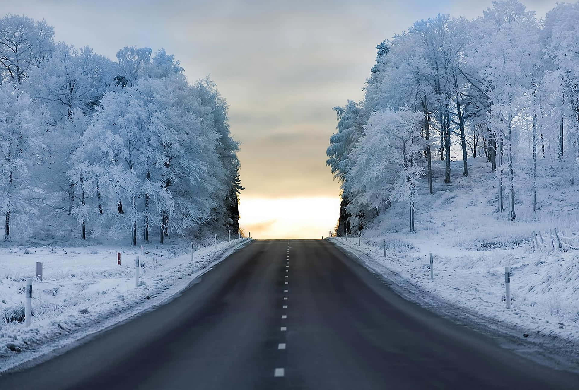 一條鋪滿雪樹的道路，陽光穿過樹林灑落 壁紙
