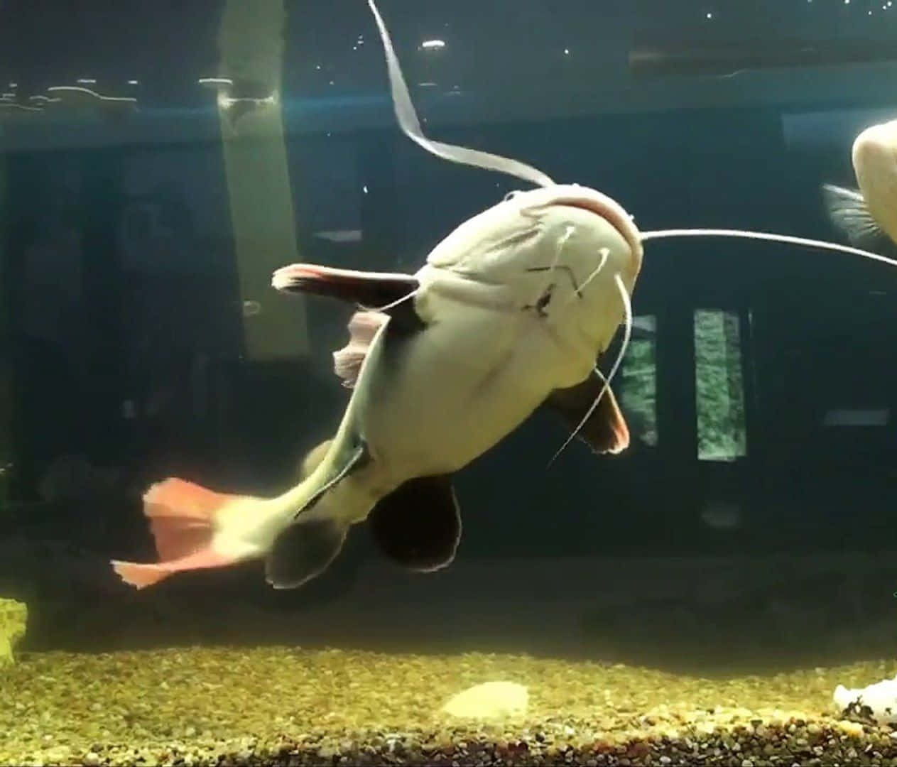 catfish 桌布 壁紙 — 一條長有長鬚的大白鯰魚在光線昏暗、鋪有礫石底的水族箱中倒著游。