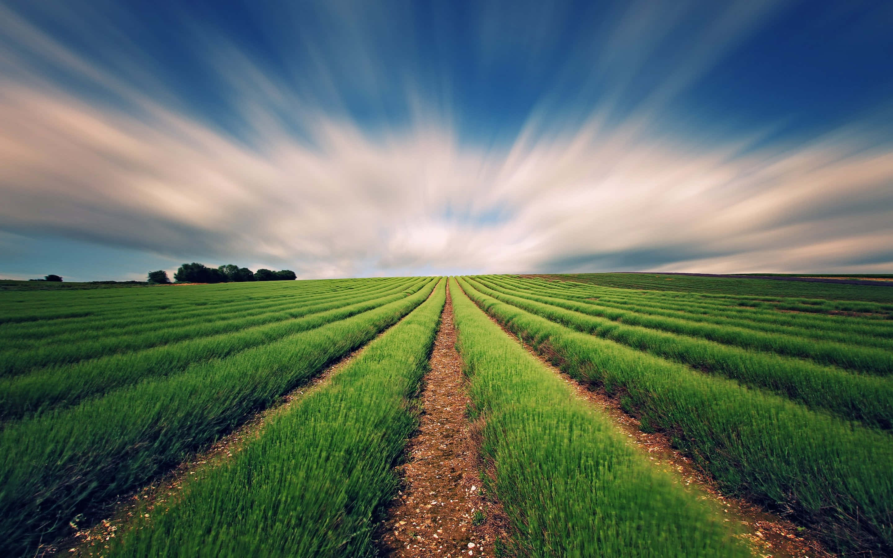 Agriculture 桌布 壁紙 — 一條長長的泥路穿過無盡的綠色農作物行，天空戲劇性，雲朵因動態模糊而呈現條紋狀。