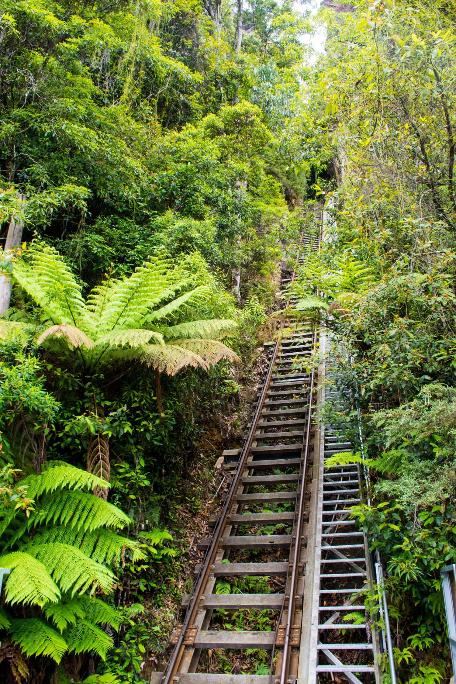Blue Mountains National Park 桌布 壁紙 — 一條陡峭的木製鐵路軌道穿過茂密的綠色雨林樹冠，佈滿蕨類植物和樹木。