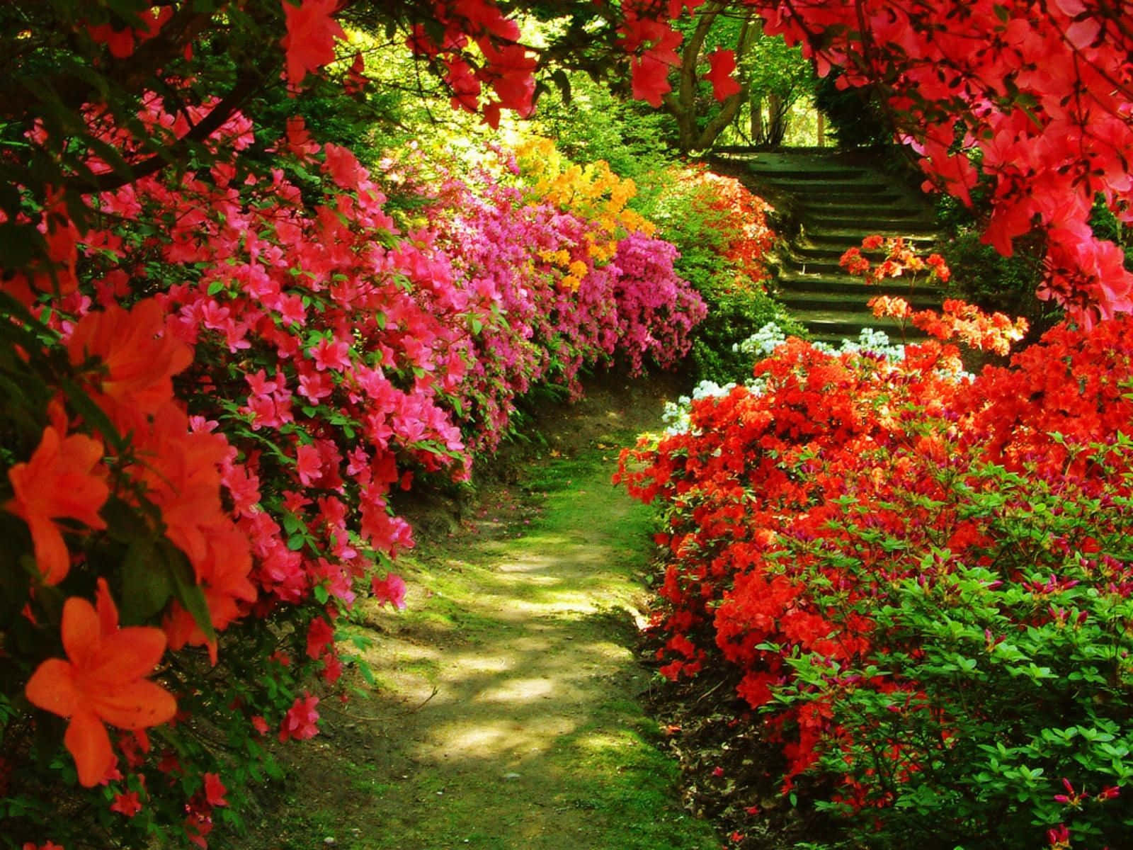 Garden Photography 桌布 壁紙 — 一條陽光斑駁的花園小徑蜿蜒穿過鮮豔的紅色、粉紅色和黃色杜鵑花叢，襯托著通往茂密綠色森林的石階。