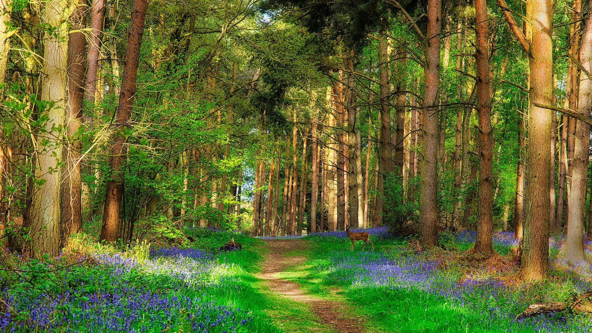Beautiful Forest 桌布 壁紙 — 一條陽光明媚的森林小徑蜿蜒穿過高大的樹木和充滿活力的藍鈴花，遠處有一隻鹿靜靜地站立。