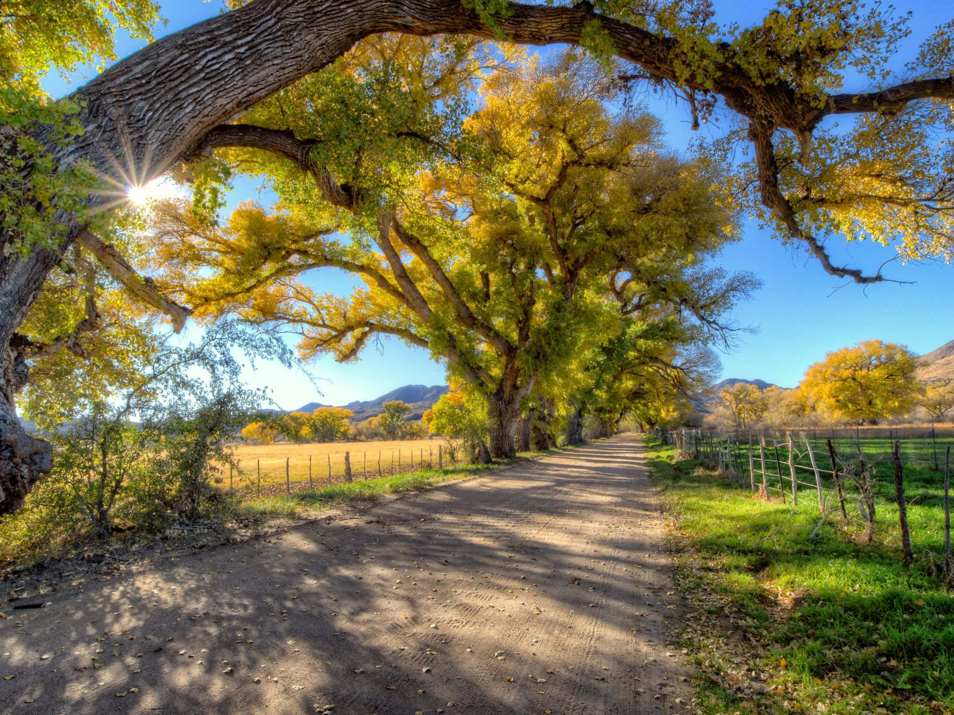 Fall Country 桌布 壁紙 — 一條陽光明媚的泥土路蜿蜒穿過金色的秋日樹林，拱形的樹木在清澈的藍天下投下斑駁的陰影。