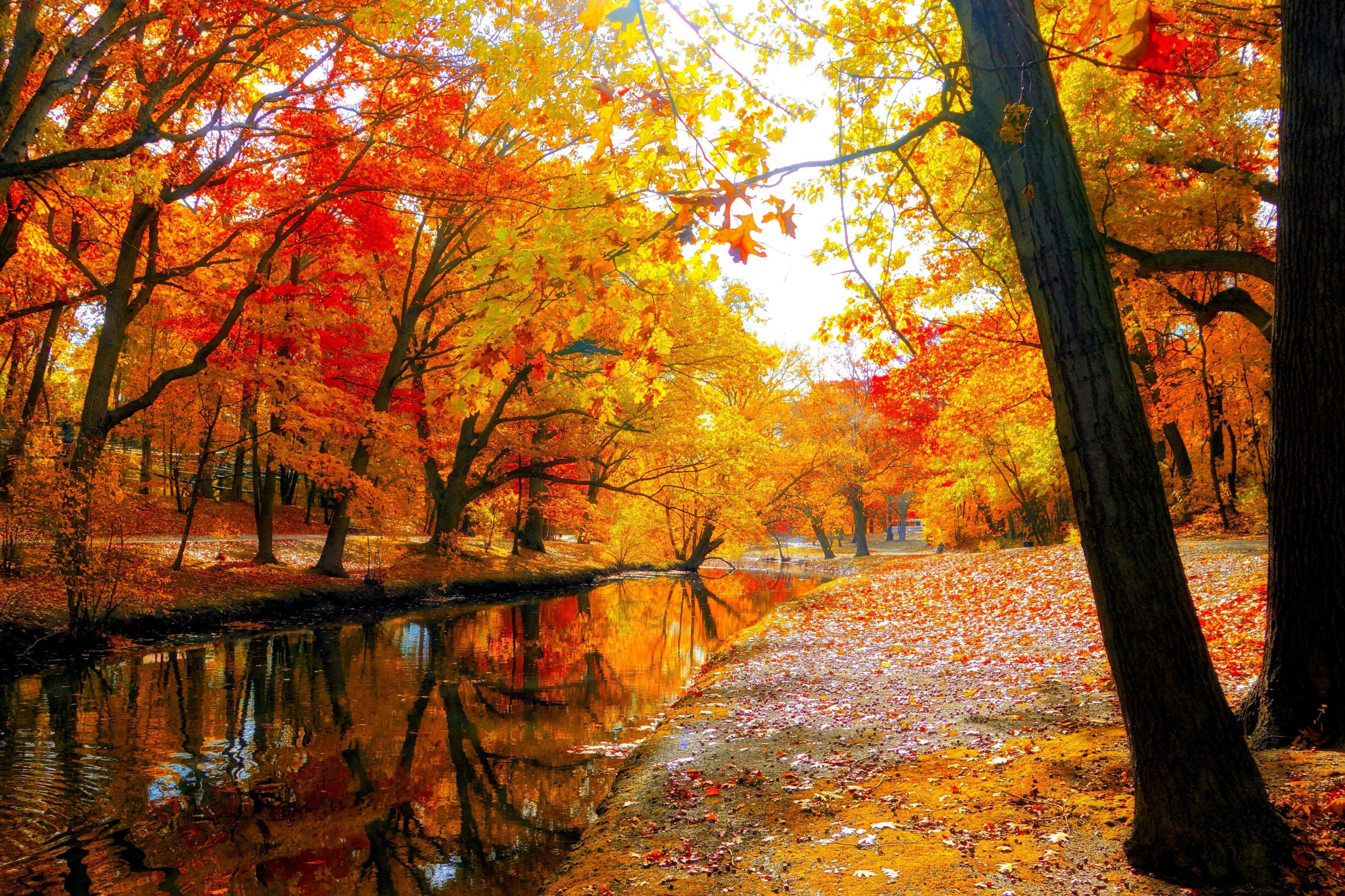 Fall Photography 桌布 壁紙 — 一條陽光明媚的秋季森林小徑，兩旁種滿火紅橙色的楓樹，倒映在平靜的小溪中。