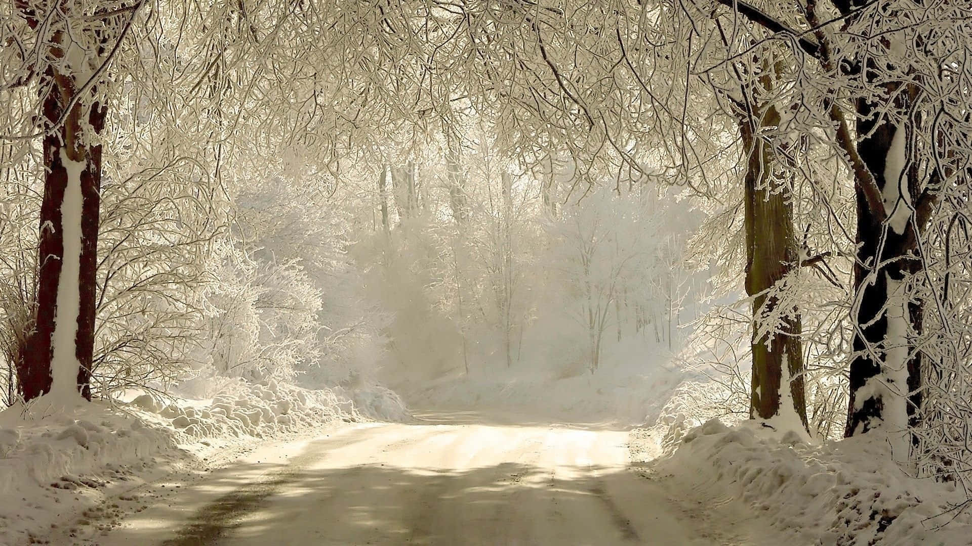 winter solstice 桌布 壁紙 — 一條陽光普照、白雪覆蓋的森林小徑，兩旁是結霜的樹木，柔和的薄霧在林間飄蕩。