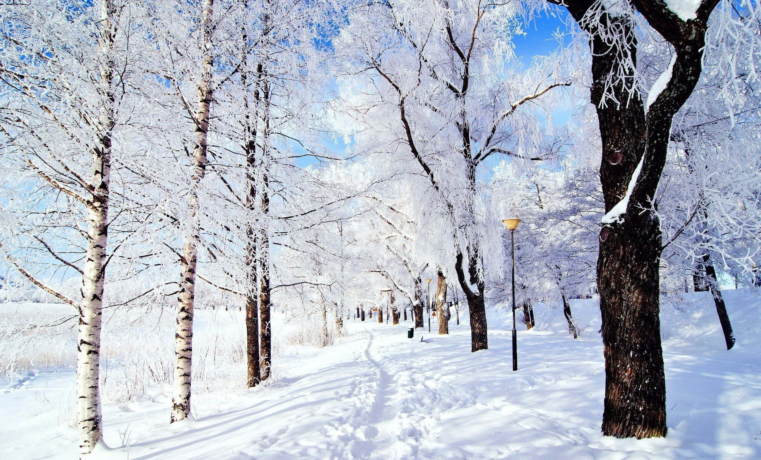 winter wonderland 桌布 壁紙 — 一條陽光普照的冬日小徑蜿蜒穿過白雪覆蓋的白樺樹，樹枝上掛滿霜雪，映襯著清澈的藍天。