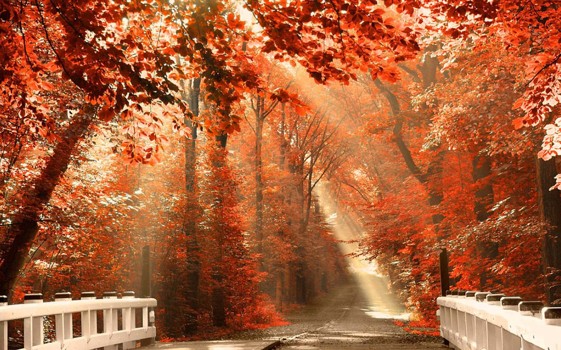 High Resolution Fall 桌布 壁紙 — 一條陽光普照的小徑蜿蜒穿過一片火紅的楓樹林，一座白色的橋樑框住了景色。