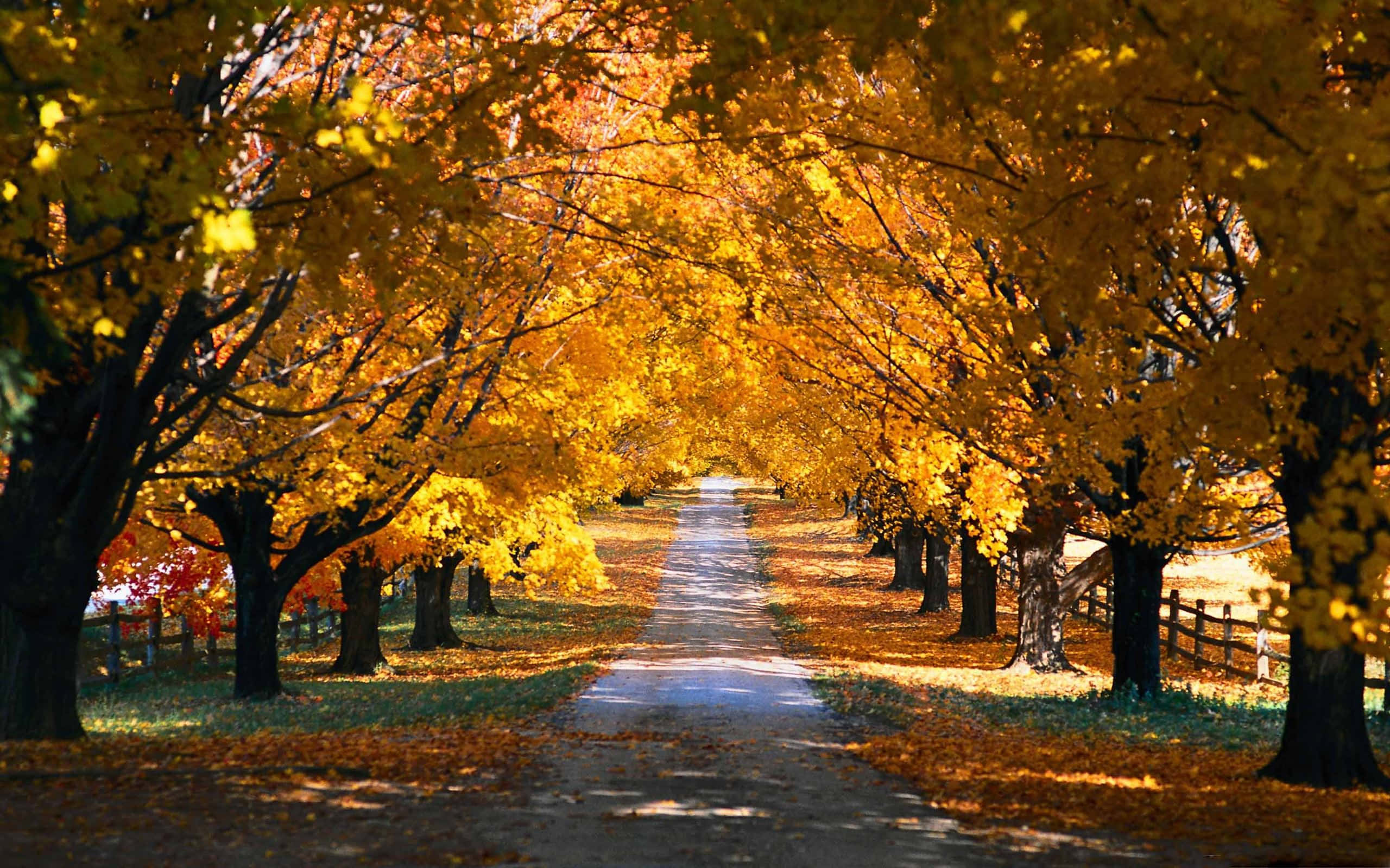Autumn Trails 桌布 壁紙 — 一條陽光普照的小徑蜿蜒穿過金色秋樹的隧道，落葉鋪滿地面。