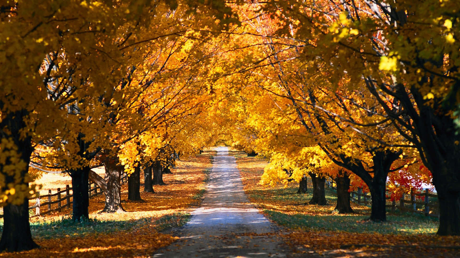 Fall City 桌布 壁紙 — 一條陽光普照的小徑蜿蜒穿過金色秋樹隧道，落葉鋪滿地面。