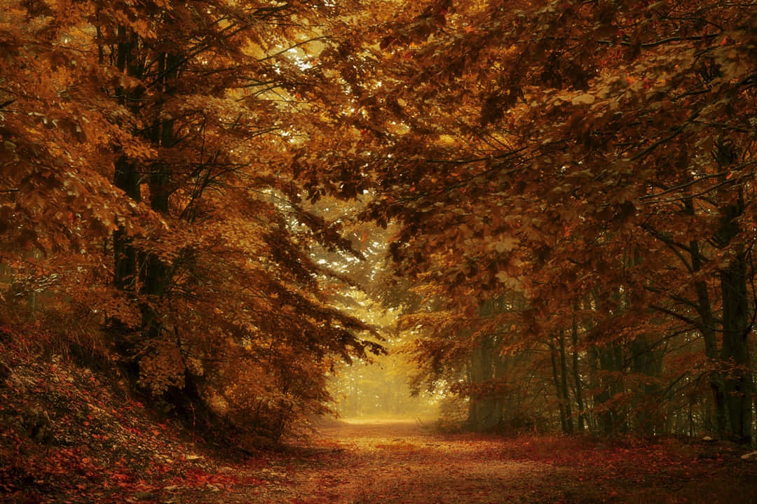 Brown Autumn 桌布 壁紙 — 一條陽光普照的森林小徑蜿蜒穿過金黃色的秋樹，落葉營造出溫暖發光的隧道效果。