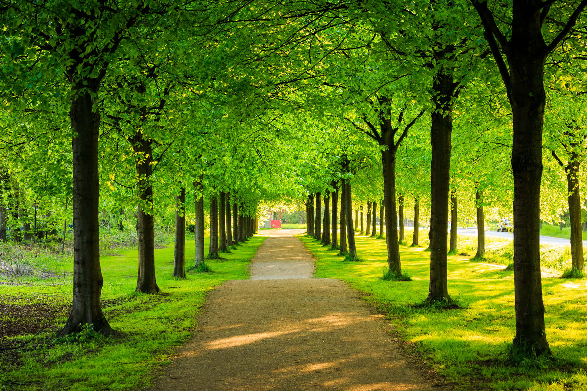 trees 桌布 壁紙 — 一條陽光普照的泥濘小徑蜿蜒穿過寧靜公園中高大樹木形成的充滿活力的綠色隧道。