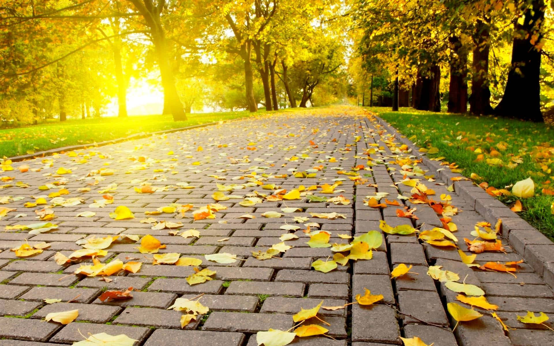 Fall Nature 桌布 壁紙 — 一條陽光普照的磚砌小徑蜿蜒穿過金黃色的秋日公園，散落著落葉。