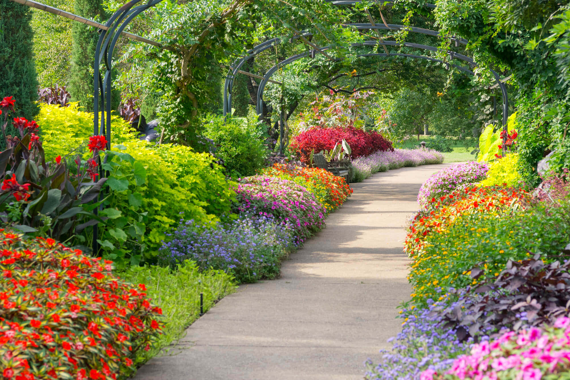 Botanical Garden 桌布 壁紙 — 一條陽光普照的花園小徑，兩旁種滿鮮豔的紅色、黃色和紫色花朵，上方是枝葉茂密的拱形藤架。