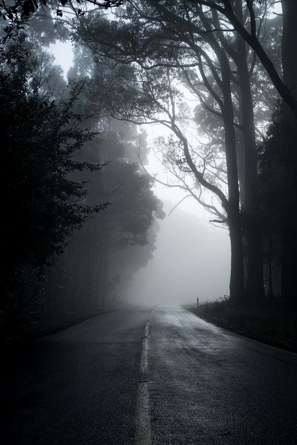 Black And White Nature 桌布 壁紙 — 一條霧氣瀰漫的森林小路伸入黑暗之中，兩旁高聳的樹木構成框架，空靈的光線穿透而過。