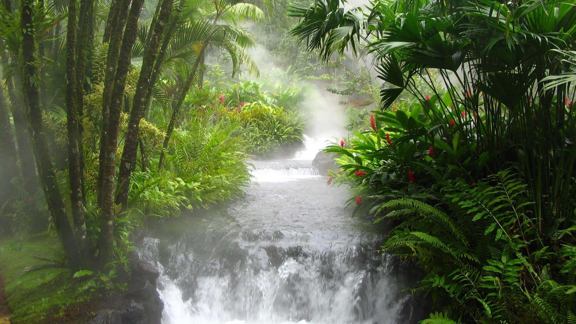Costa Rica 桌布 壁紙 — 一條霧氣瀰漫的熱帶溪流穿過長滿蕨類植物和紅花的茂密綠色叢林，奔流而下。