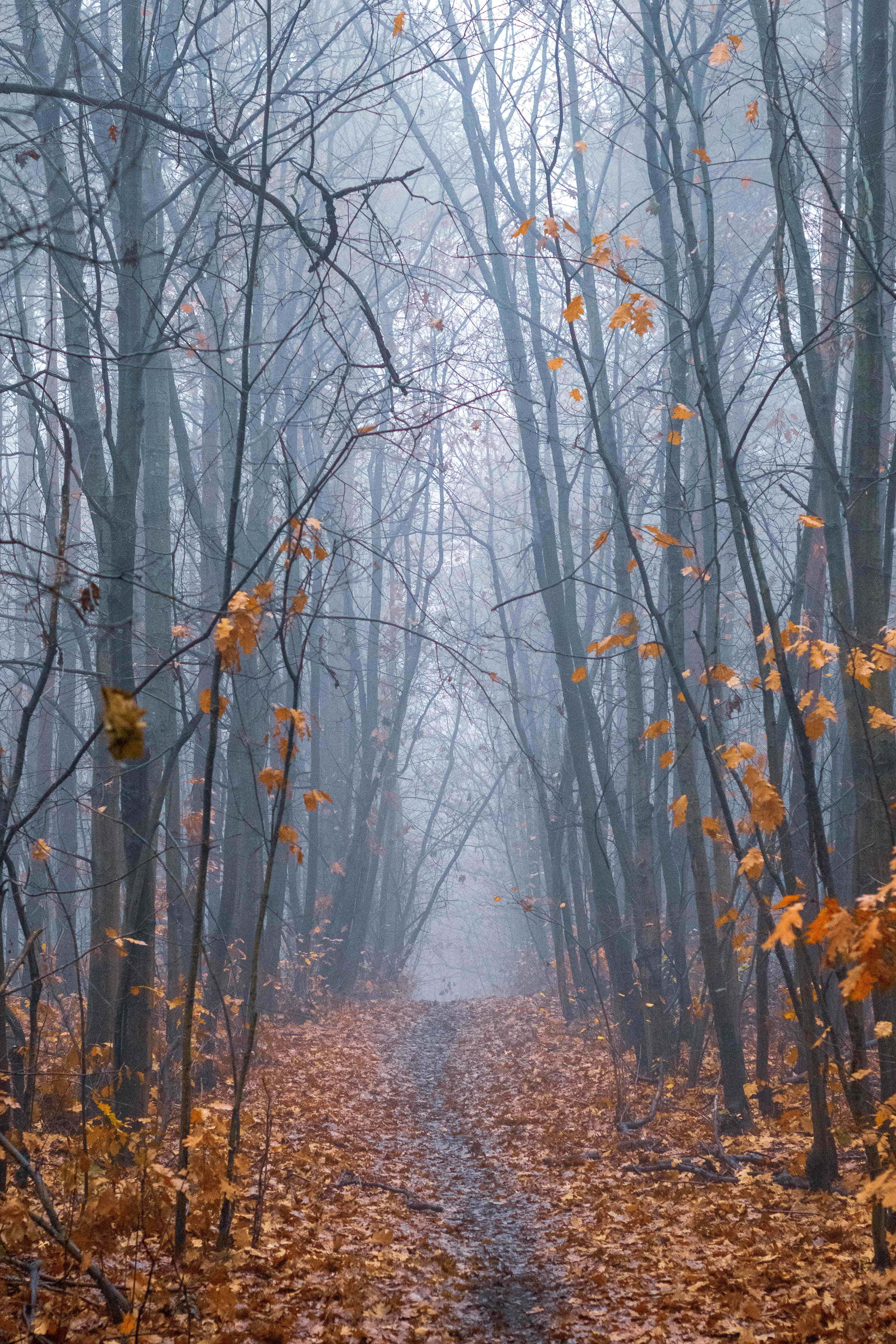 Fall Mist 桌布 壁紙 — 一條霧氣瀰漫的秋季森林小徑，兩旁是光禿的樹木和散落的金色落葉，在柔和散射的光線下。