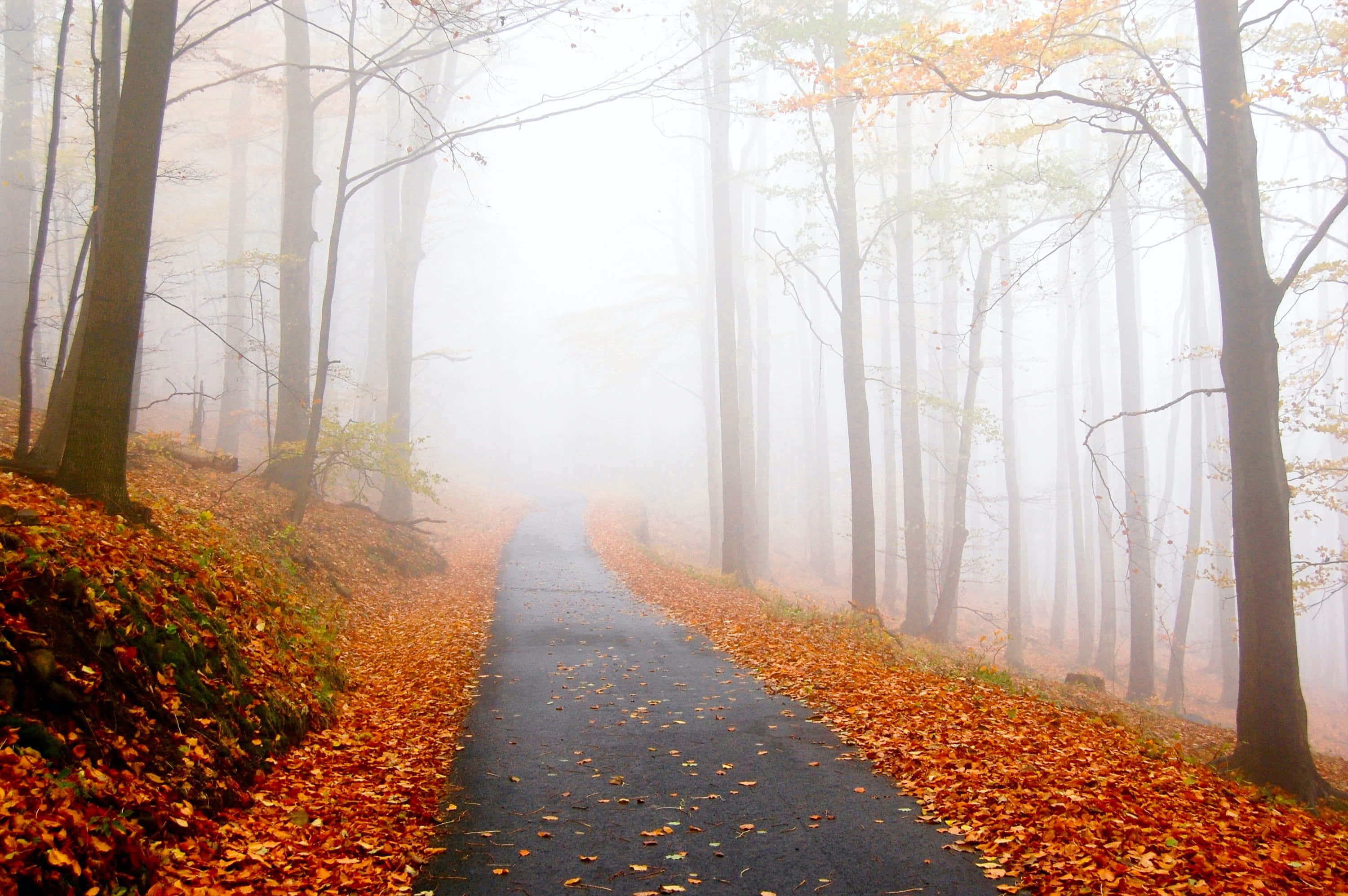 Fall Fog 桌布 壁紙 — 一條霧氣瀰漫的秋季森林小徑，兩旁散落著橙色落葉，高大的樹木逐漸消失在白色的霧中。