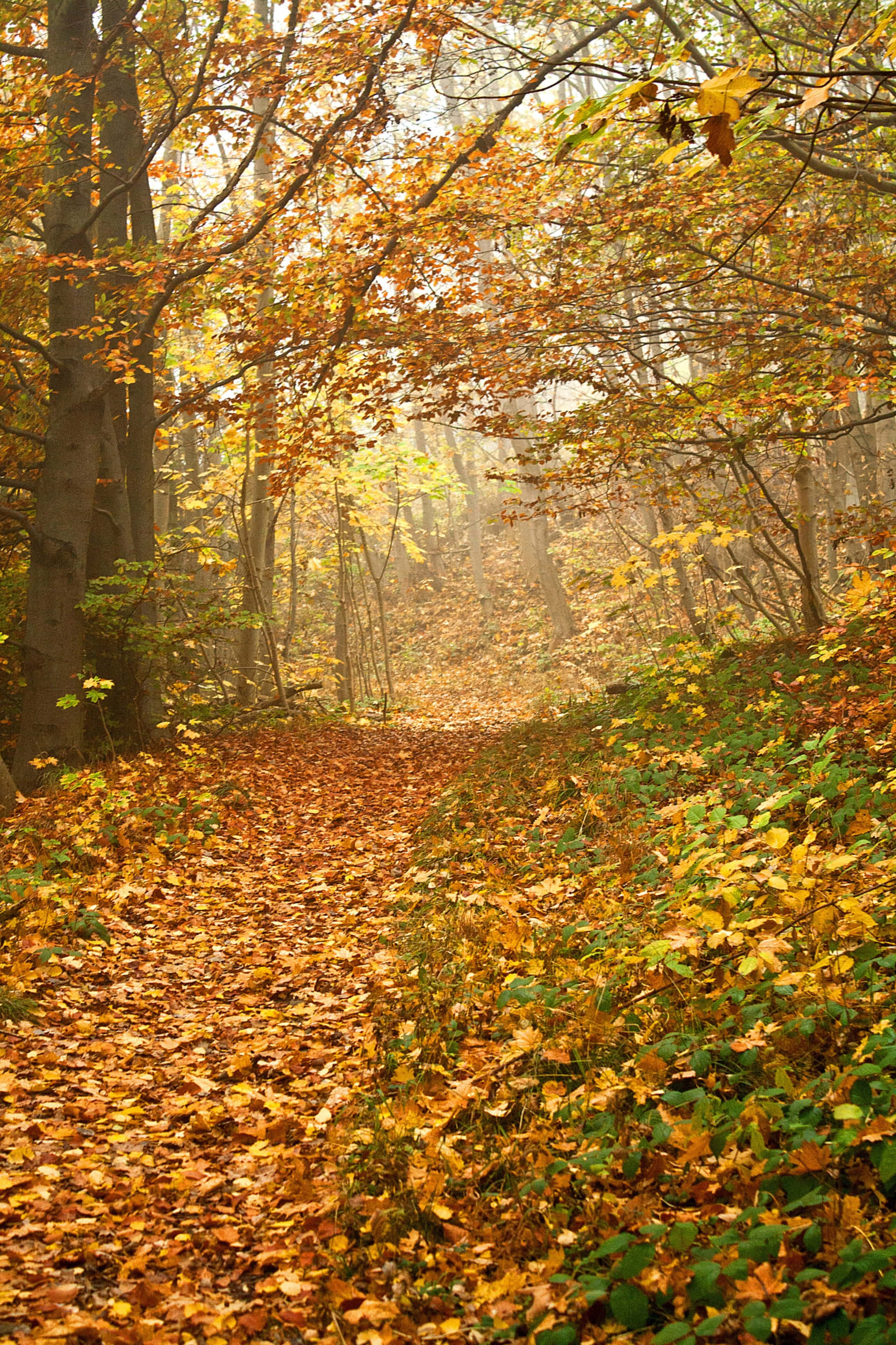 Autumnal Equinox 桌布 壁紙 — 一條霧氣瀰漫的秋季森林小徑，鋪滿金色落葉，陽光穿過橙色和黃色的樹冠灑落。