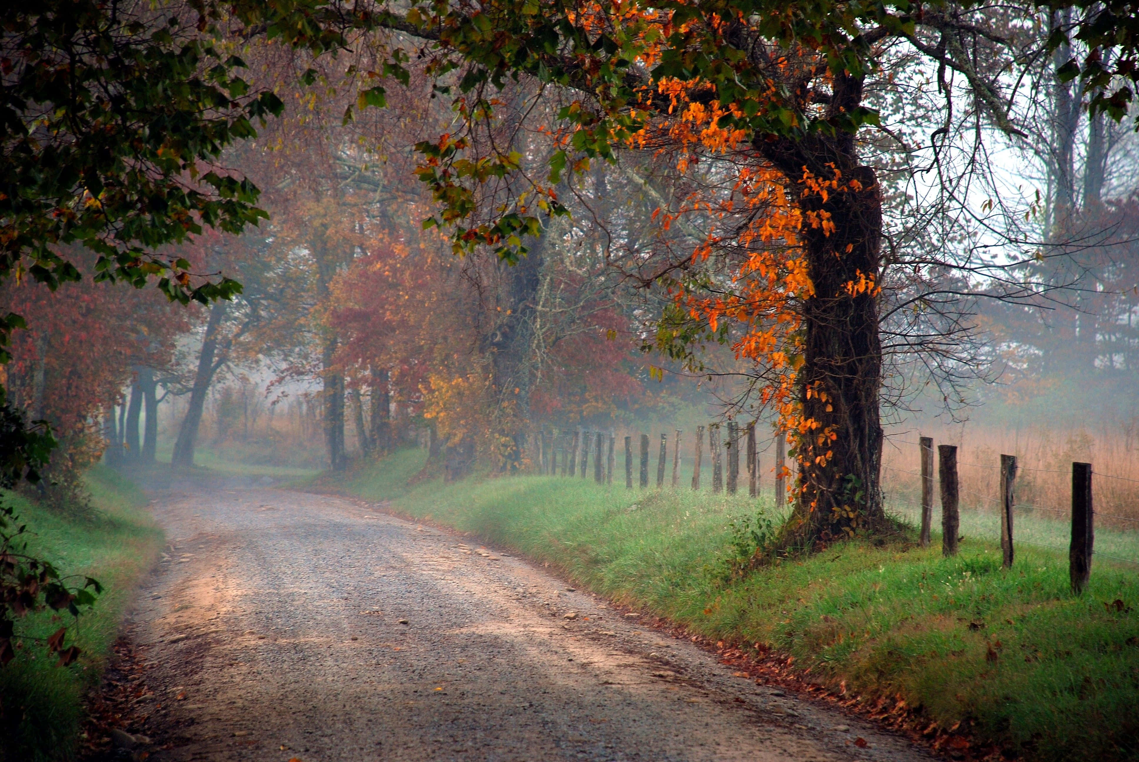 Fall Country 桌布 壁紙 — 一條霧氣瀰漫的秋季道路蜿蜒穿過森林，兩旁是充滿活力的橙色和綠色樹葉。