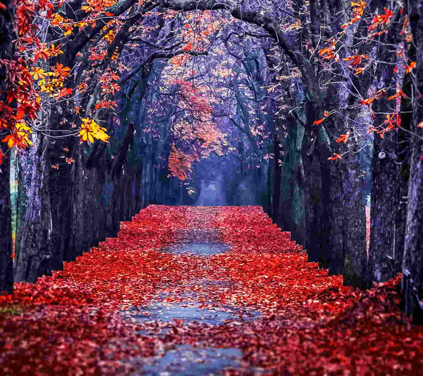 Fall Photography 桌布 壁紙 — 一條霧氣瀰漫的秋日小徑，兩旁高聳的樹木在頭頂拱起，樹枝上掛滿了火紅和橙色的樹葉。