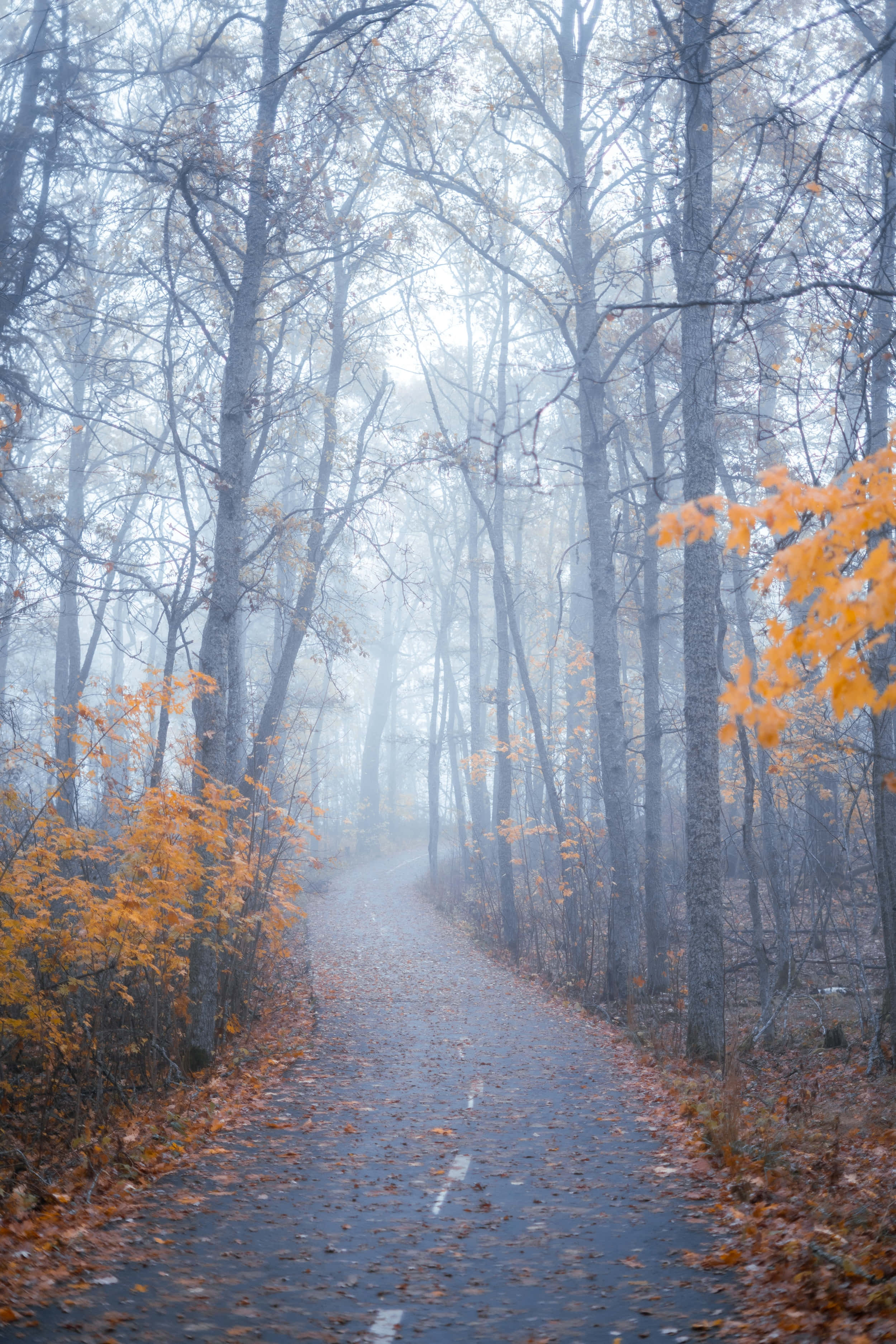 Fall Fog 桌布 壁紙 — 一條霧氣瀰漫的秋日森林小徑，兩旁是光禿禿的樹木和鮮豔的橙色樹葉，在柔和散射的光線下。
