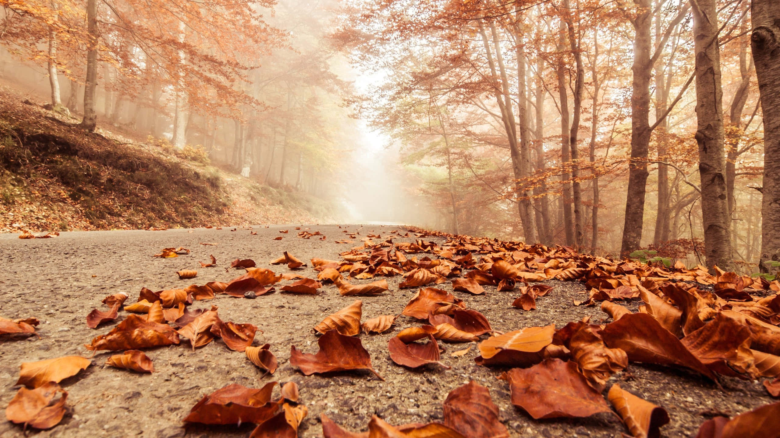 Fallen Leaves 桌布 壁紙 — 一條霧氣瀰漫的秋日森林小徑，覆蓋著掉落的橙色樹葉，陽光穿過樹木灑落下來。