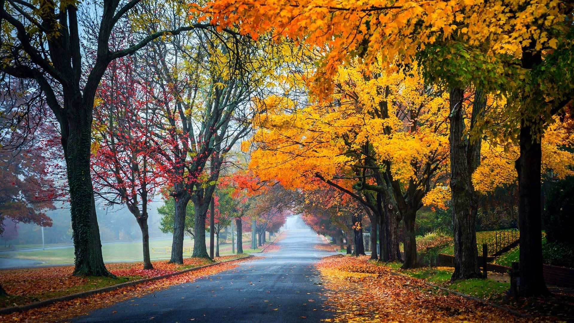 Autumn Colors 桌布 壁紙 — 一條霧氣瀰漫的秋日道路，兩旁種滿鮮豔的橙色和紅色樹木，樹枝在頭頂交織，落葉鋪滿路面。
