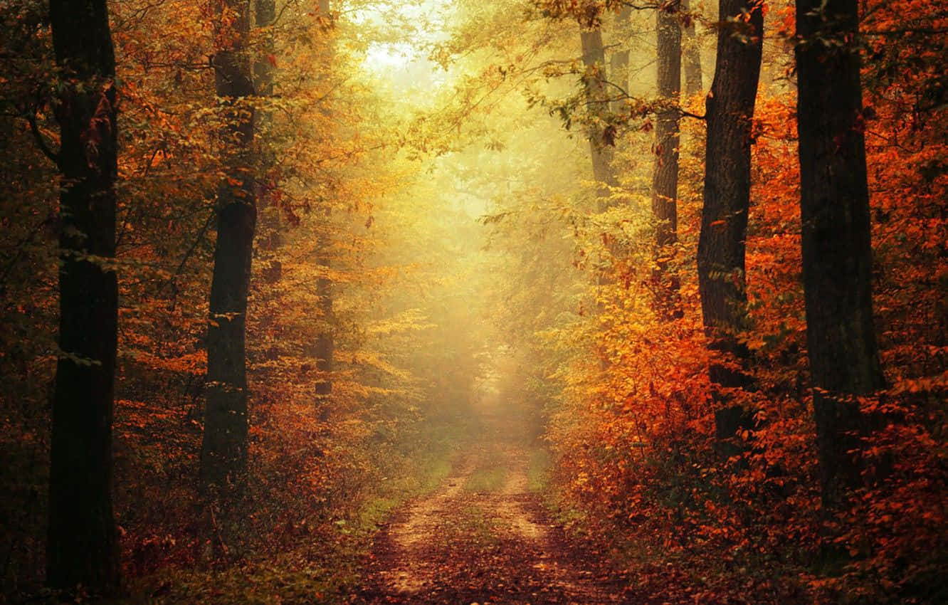 Autumn Colors 桌布 壁紙 — 一條霧濛濛的秋日森林小徑，沐浴在透過鮮豔橙色和黃色樹葉灑落的金色陽光中。