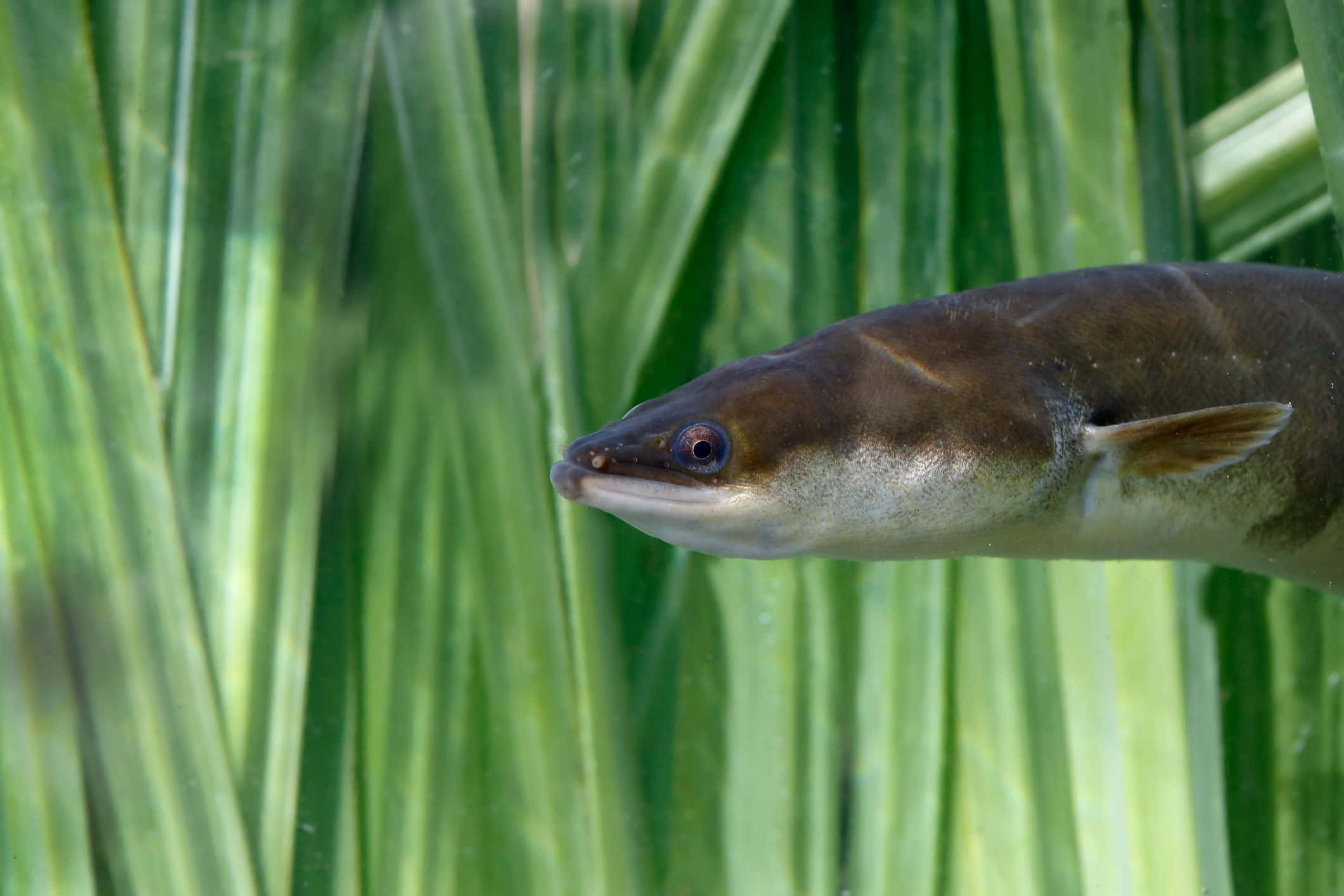 Eel 桌布 壁紙 — 一條頭部深棕色、腹部蒼白的細長鰻魚，在鮮綠色水生植物附近游泳的特寫。