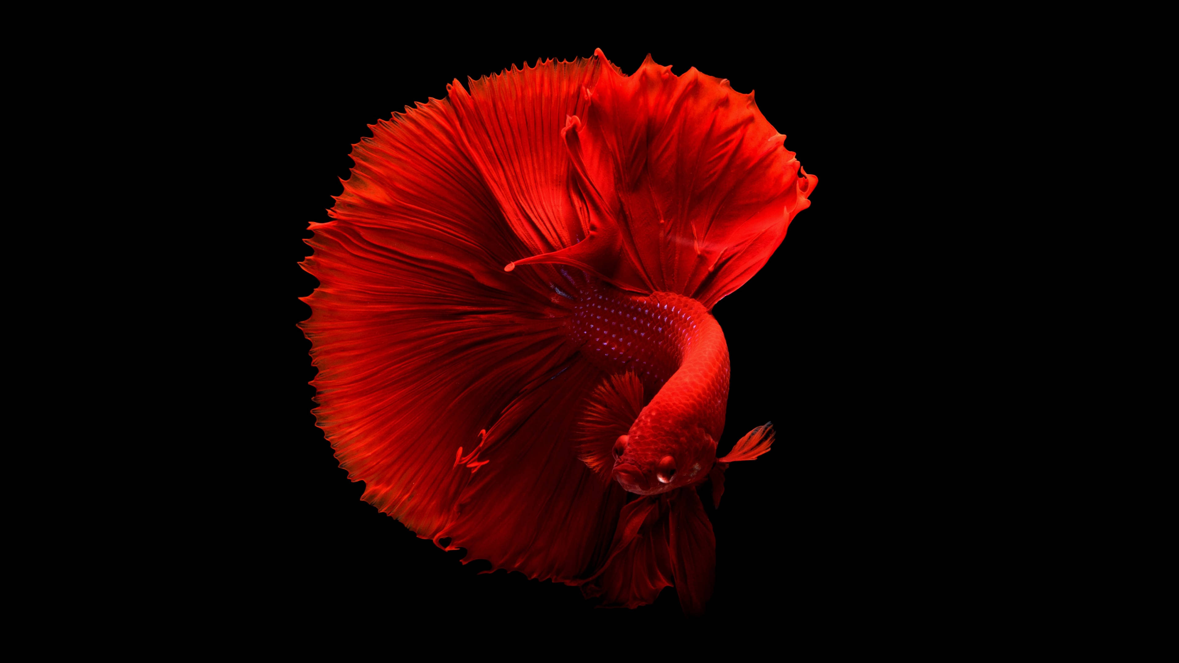 魚 桌布 壁紙 — 一條鮮紅色的鬥魚，魚鰭飄逸，在純黑色背景上發光。