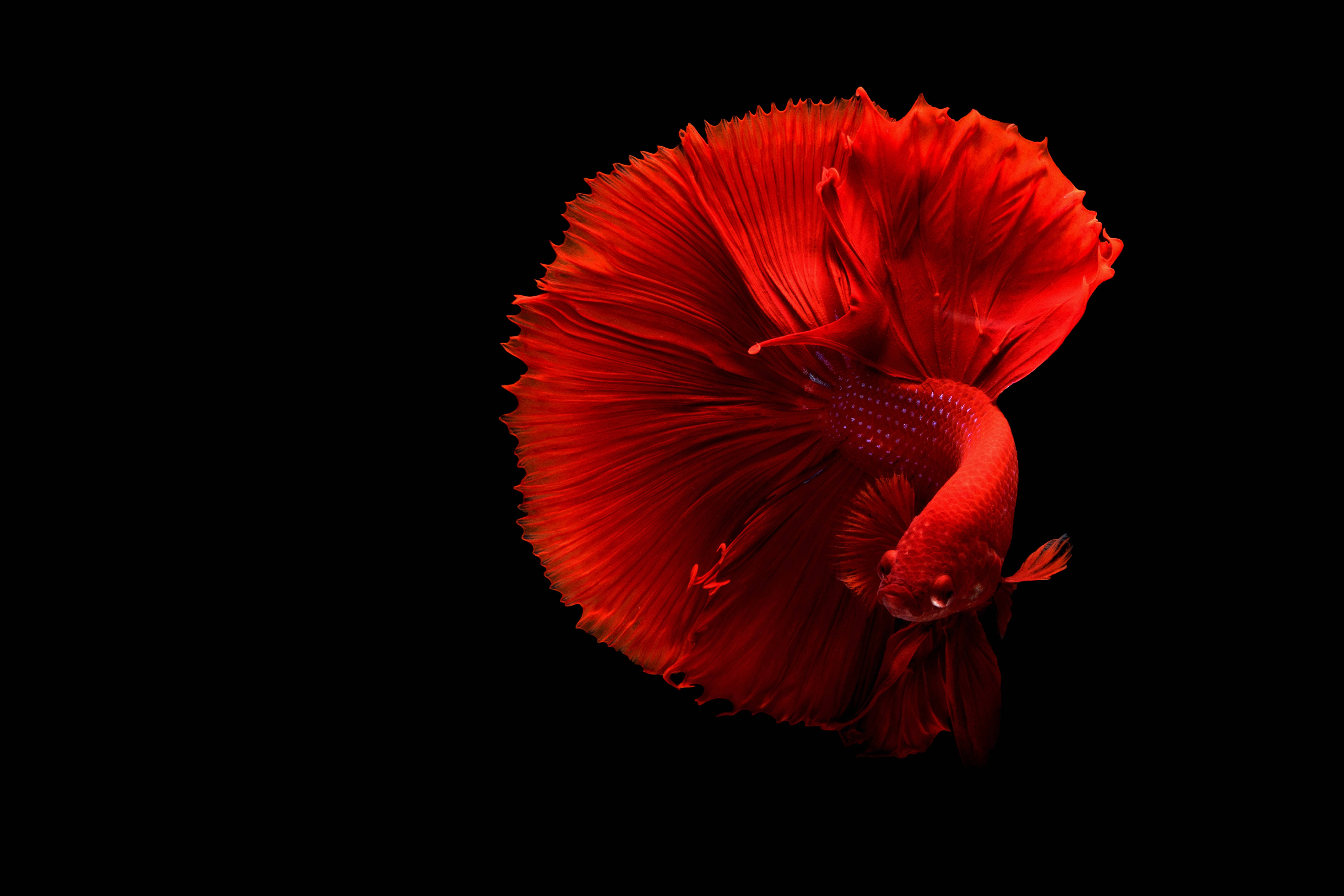 魚 桌布 壁紙 — 一條鮮紅色的鬥魚，魚鰭飄逸，在純黑色背景上閃耀。