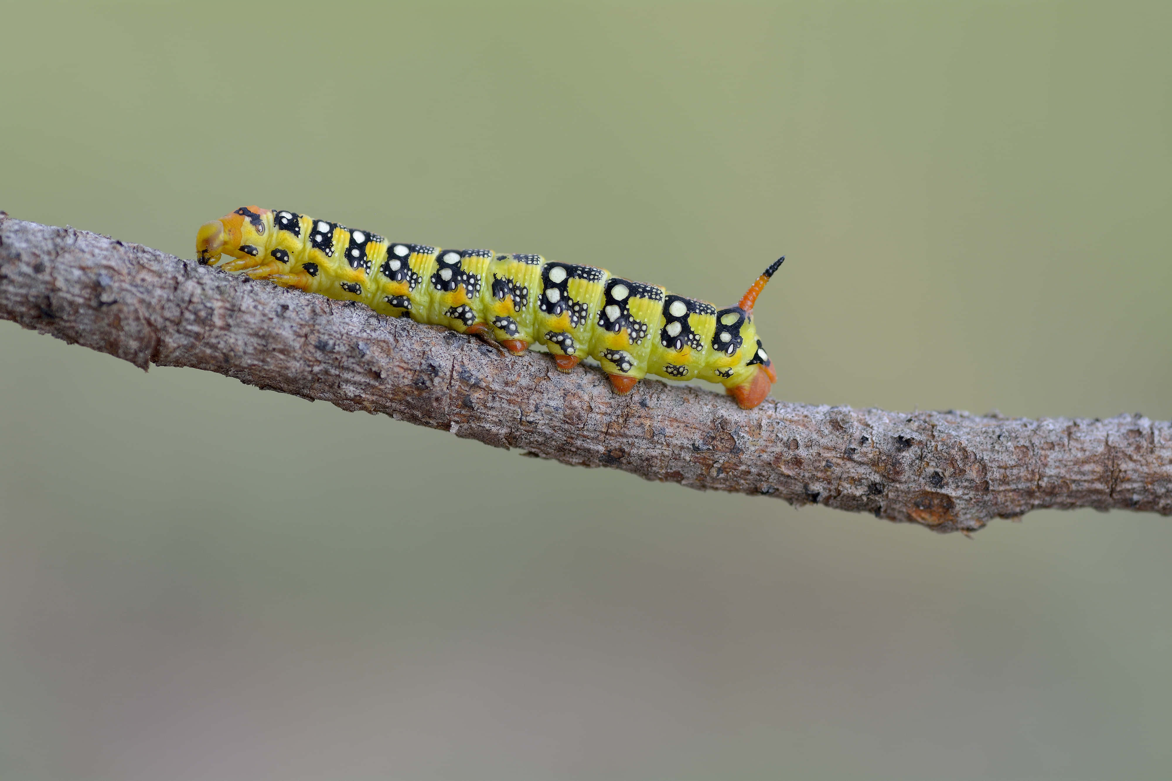Caterpillar 桌布 壁紙 — 一條鮮綠色的毛毛蟲，帶有黑色和白色斑點，沿著紋理分明的樹枝爬行，背景柔和模糊。