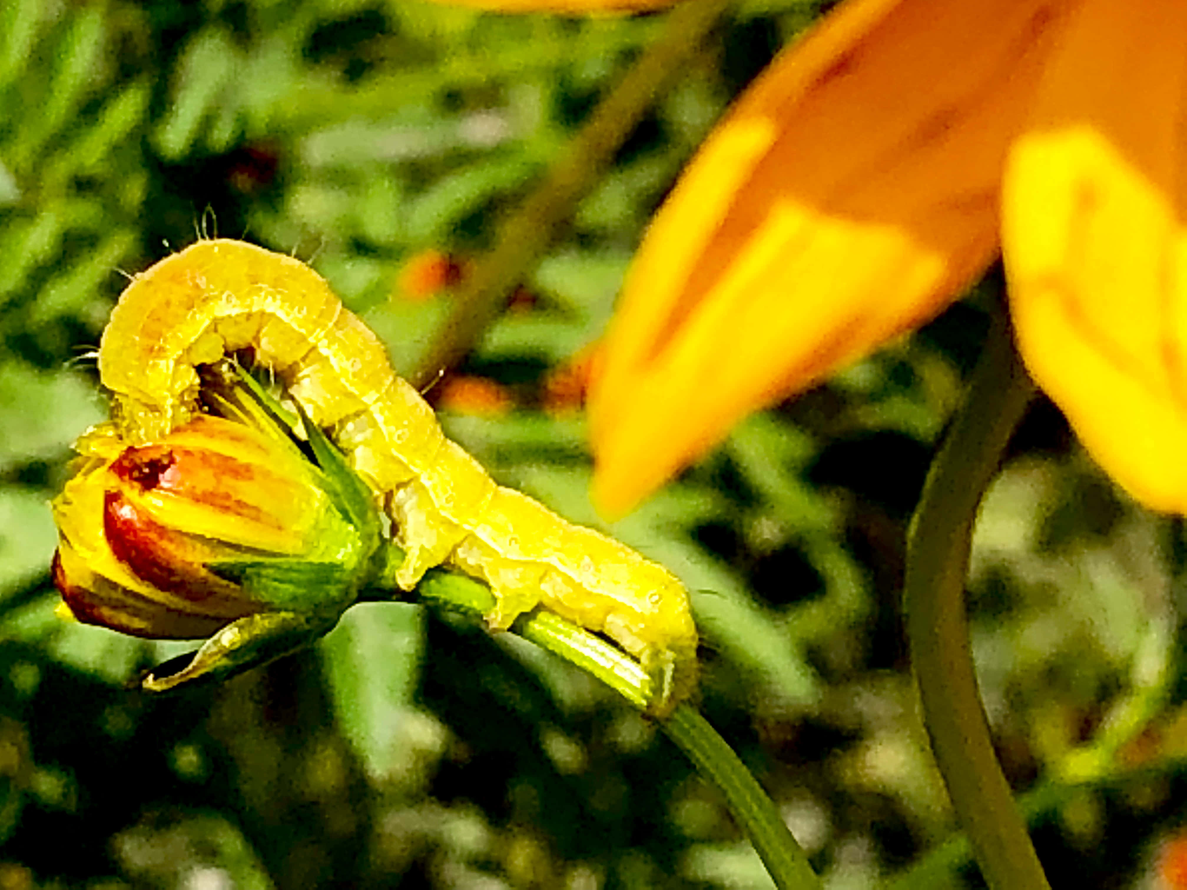 Caterpillar Transformation 桌布 壁紙 — 一條鮮綠色的毛毛蟲蜷縮在一朵含苞待放的黃色花朵周圍，背景是柔和的綠色模糊效果。
