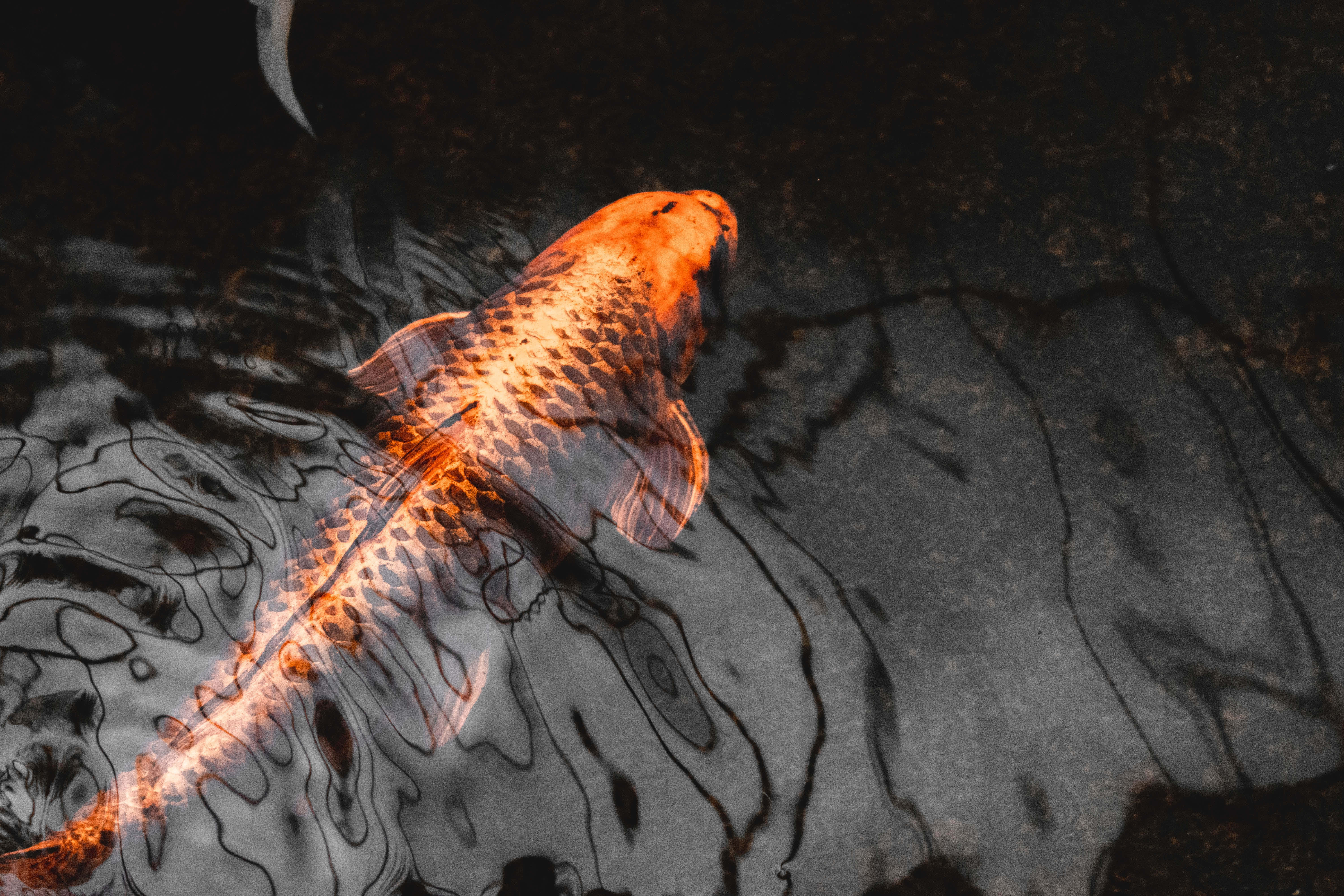 Fish Scale 桌布 壁紙 — 一條鮮艷的橙色錦鯉在斑駁的陰影下優雅地滑過黑暗的水波紋。