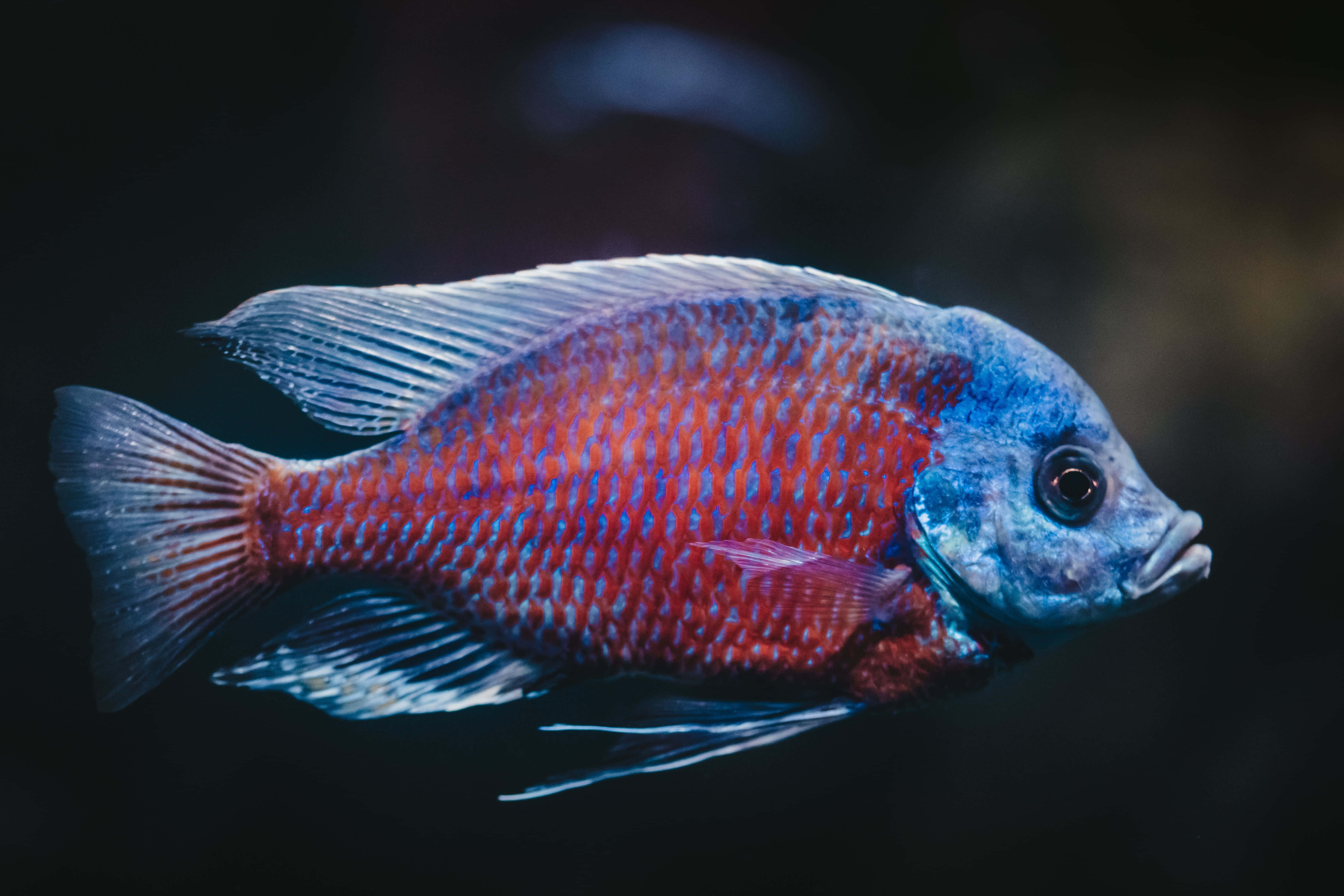 Fish Scale 桌布 壁紙 — 一條鮮艷的紅藍慈鯛在黑暗模糊的背景中優雅地游動。