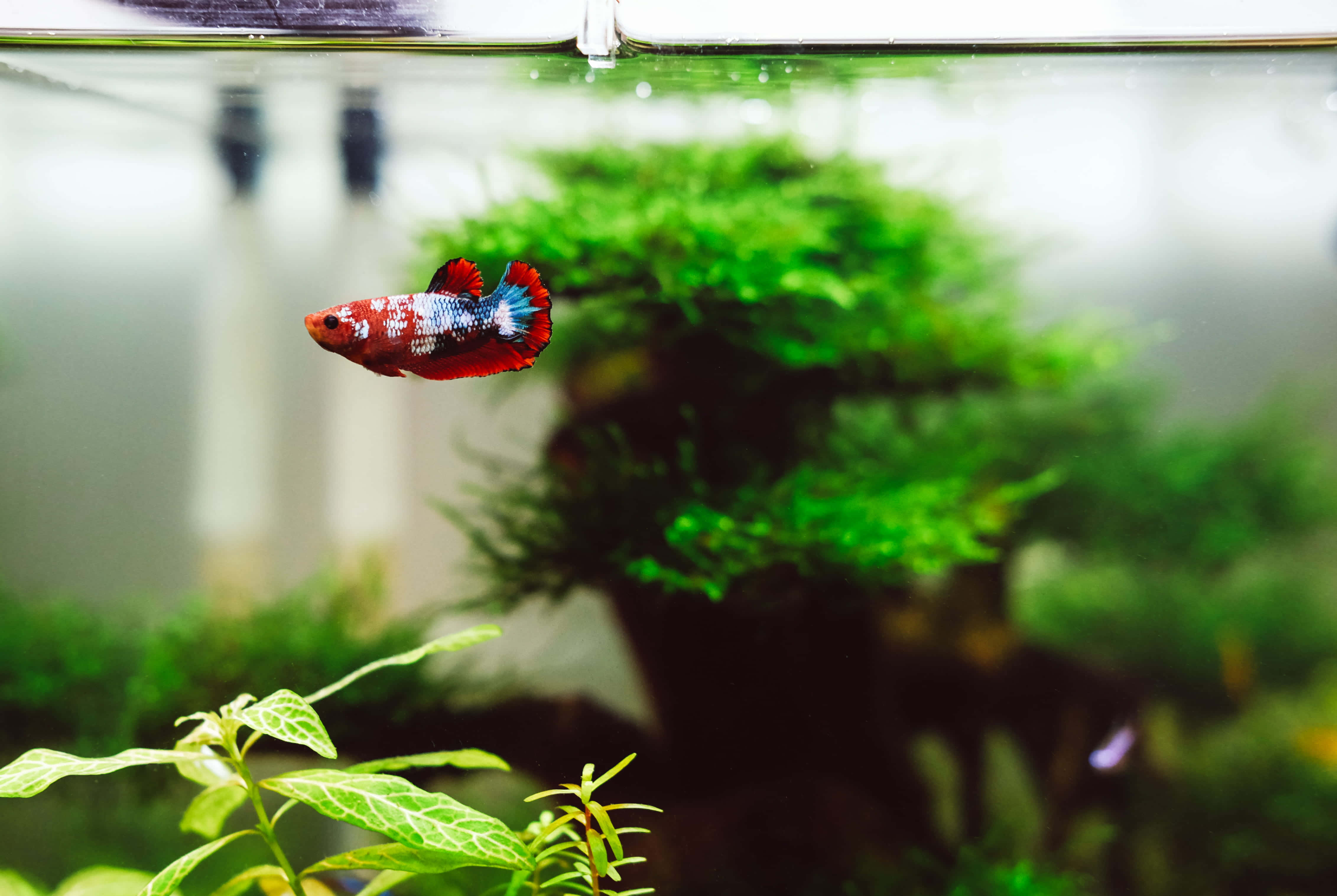 水族箱 桌布 壁紙 — 一條鮮艷的紅藍鬥魚在柔和的燈光下，優雅地游動在茂密的綠色水草缸中。