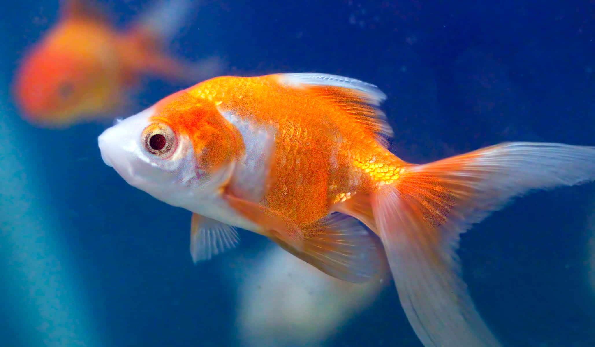 水族箱 桌布 壁紙 — 一條鮮豔的橙色和白色金魚在清澈的藍色水中優雅地游動，背景中另一條魚模糊可見。
