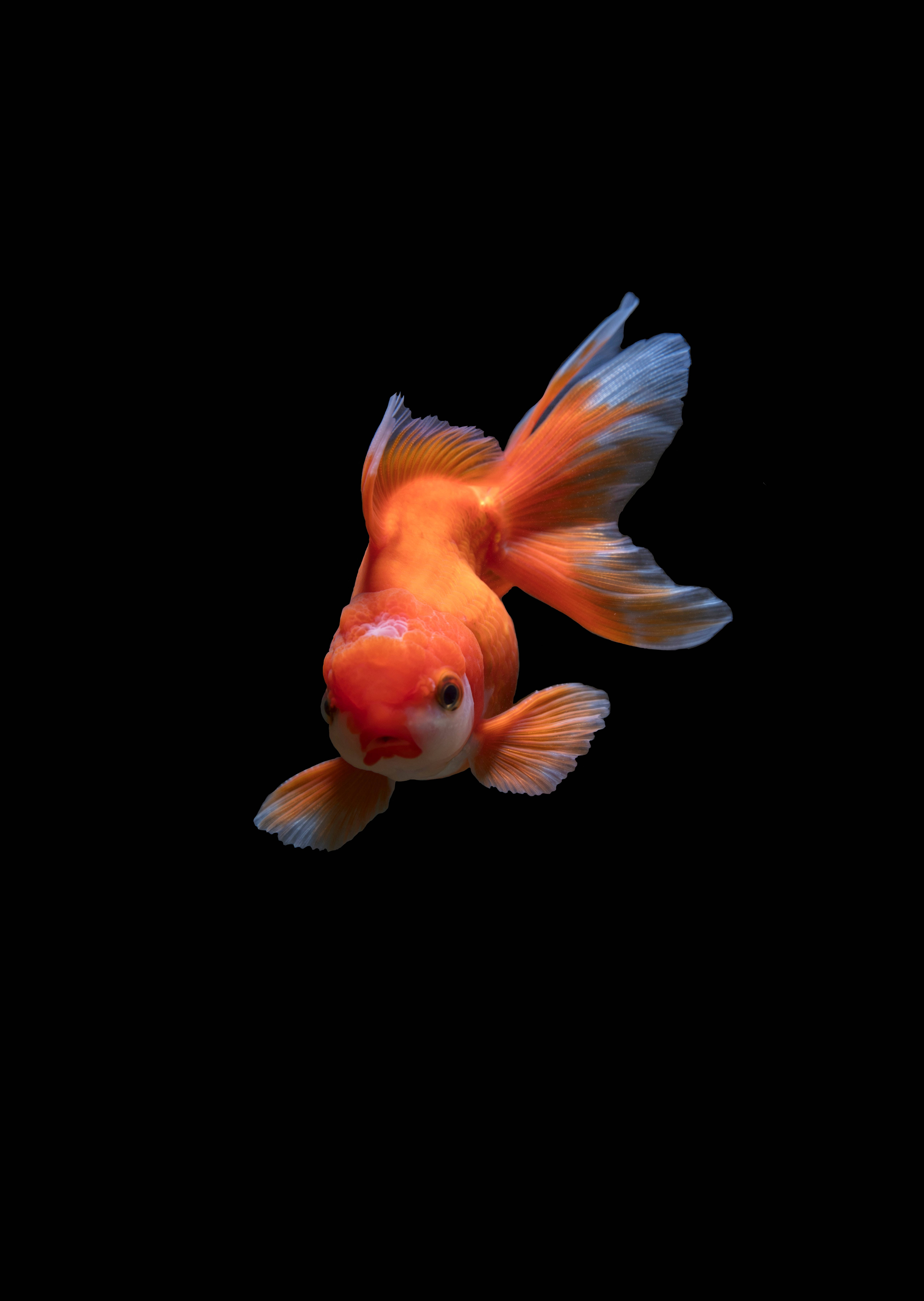 Beautiful Fish 桌布 壁紙 — 一條鮮豔的橙色金魚，擁有流暢的魚鰭，在純黑背景上優雅地游動。
