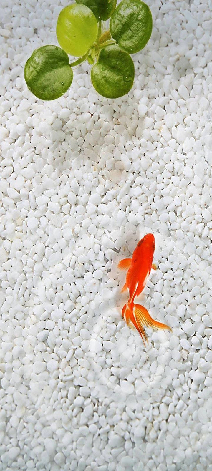 魚 桌布 壁紙 — 一條鮮豔的橙色金魚在白色礫石中優雅地游動，附近有一棵綠色小植物。