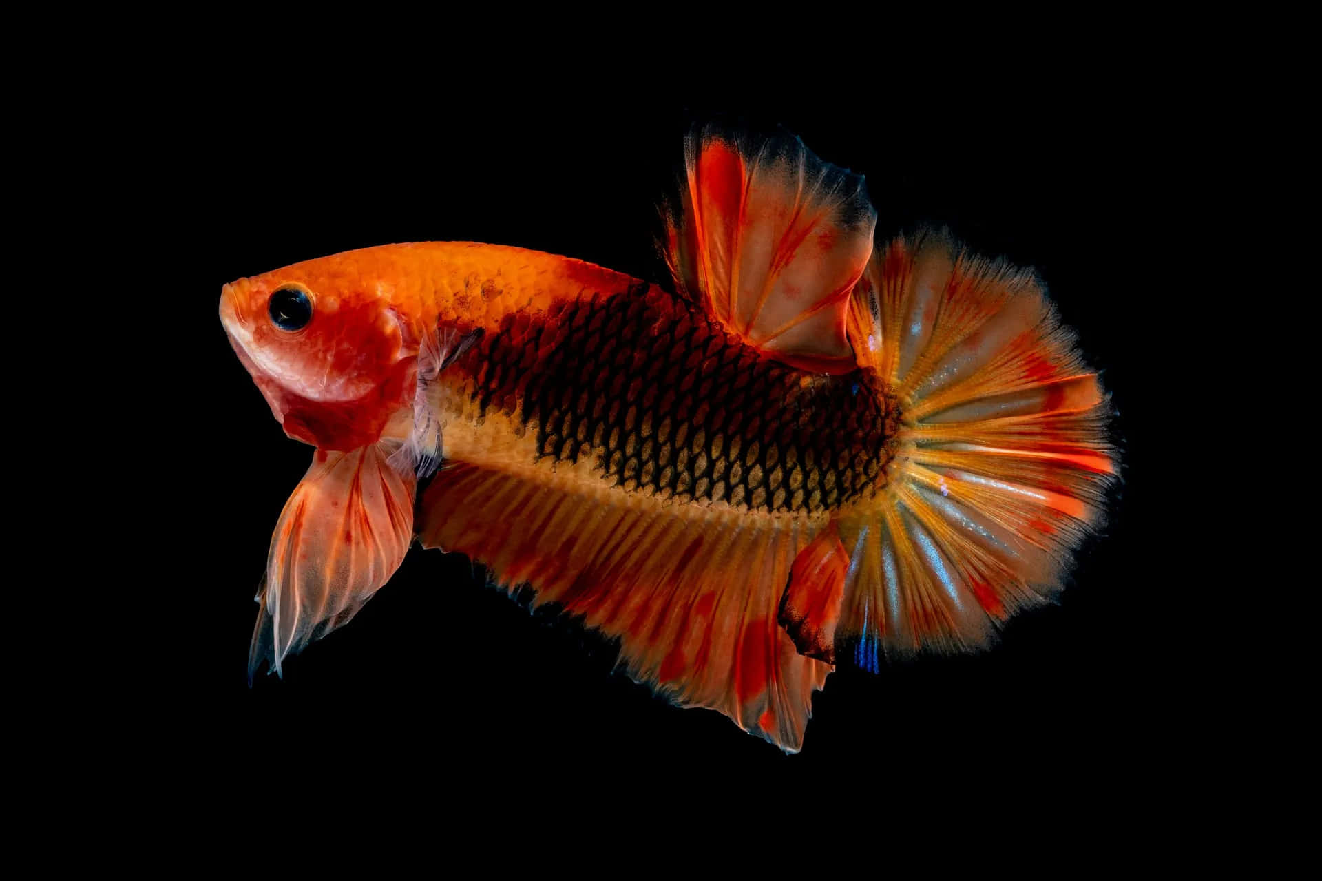 Black And Orange 桌布 壁紙 — 一條鮮豔的橙黑色鬥魚，帶有流動的魚鰭，在純黑背景上優雅地滑行。