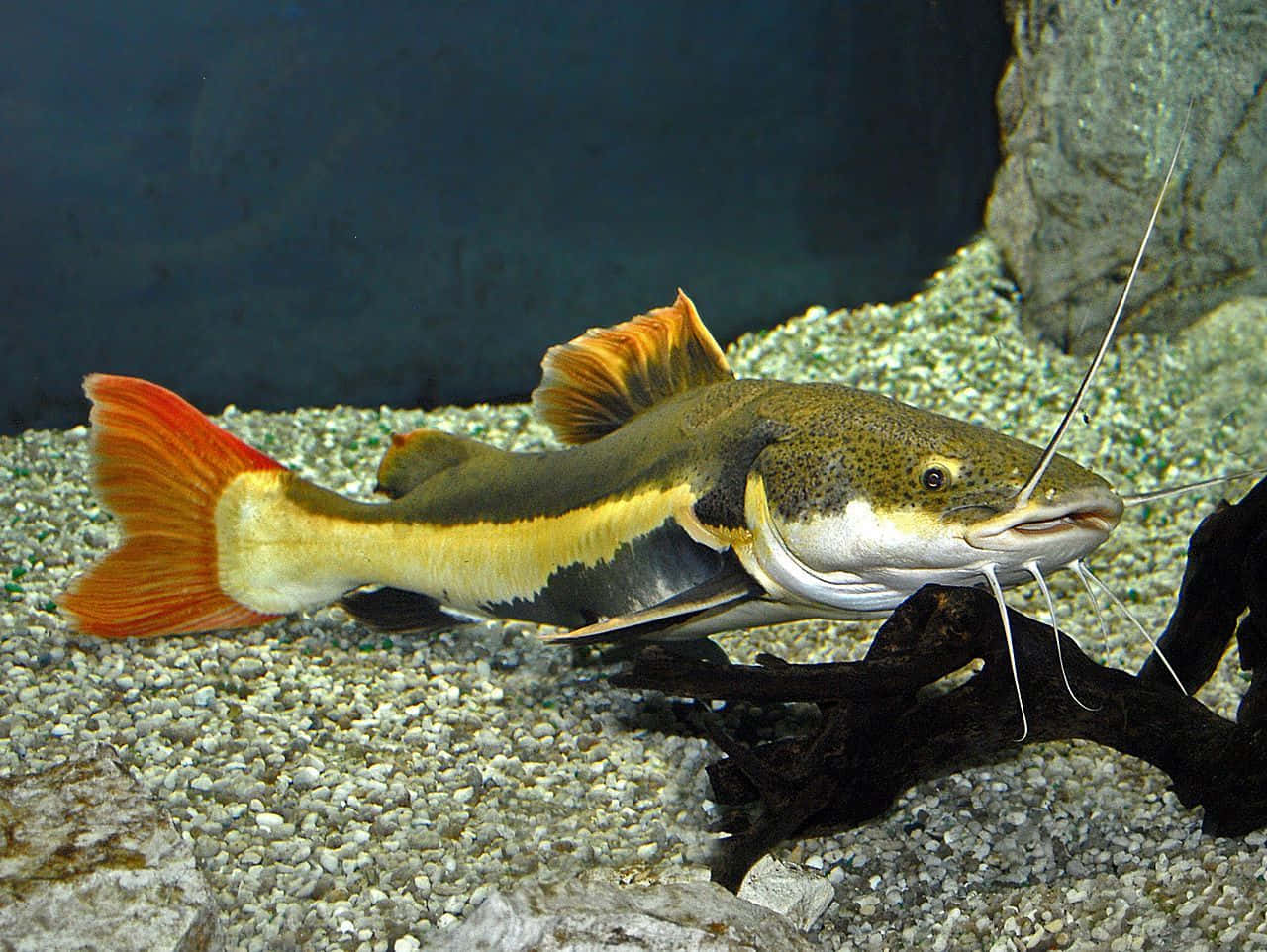 catfish 桌布 壁紙 — 一條鮮豔的紅尾鯰魚在昏暗的水族箱中，優雅地游過鋪有礫石、沉木和岩石的底部。