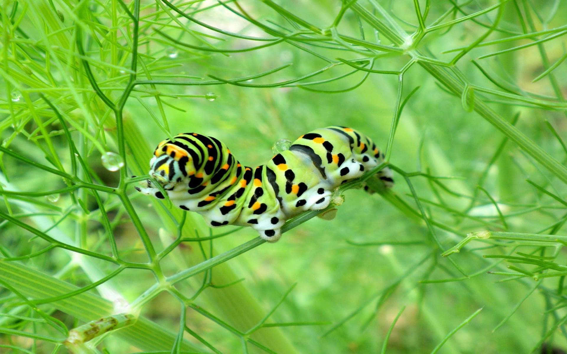 Caterpillar Transformation 桌布 壁紙 — 一條鮮豔的綠色和黑色條紋毛蟲沿著帶有露珠的羽毛狀蒔蘿莖爬行。