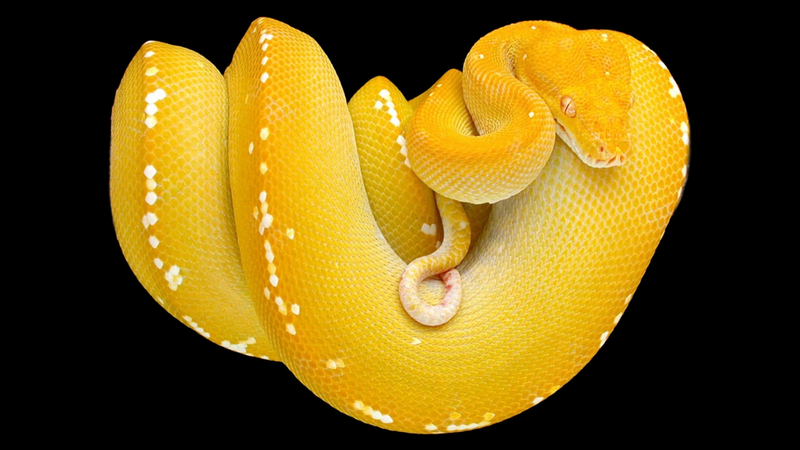 Yellow Snake 桌布 壁紙 — 一條鮮黃色帶白色斑點的蟒蛇在純黑背景上優雅地盤繞。